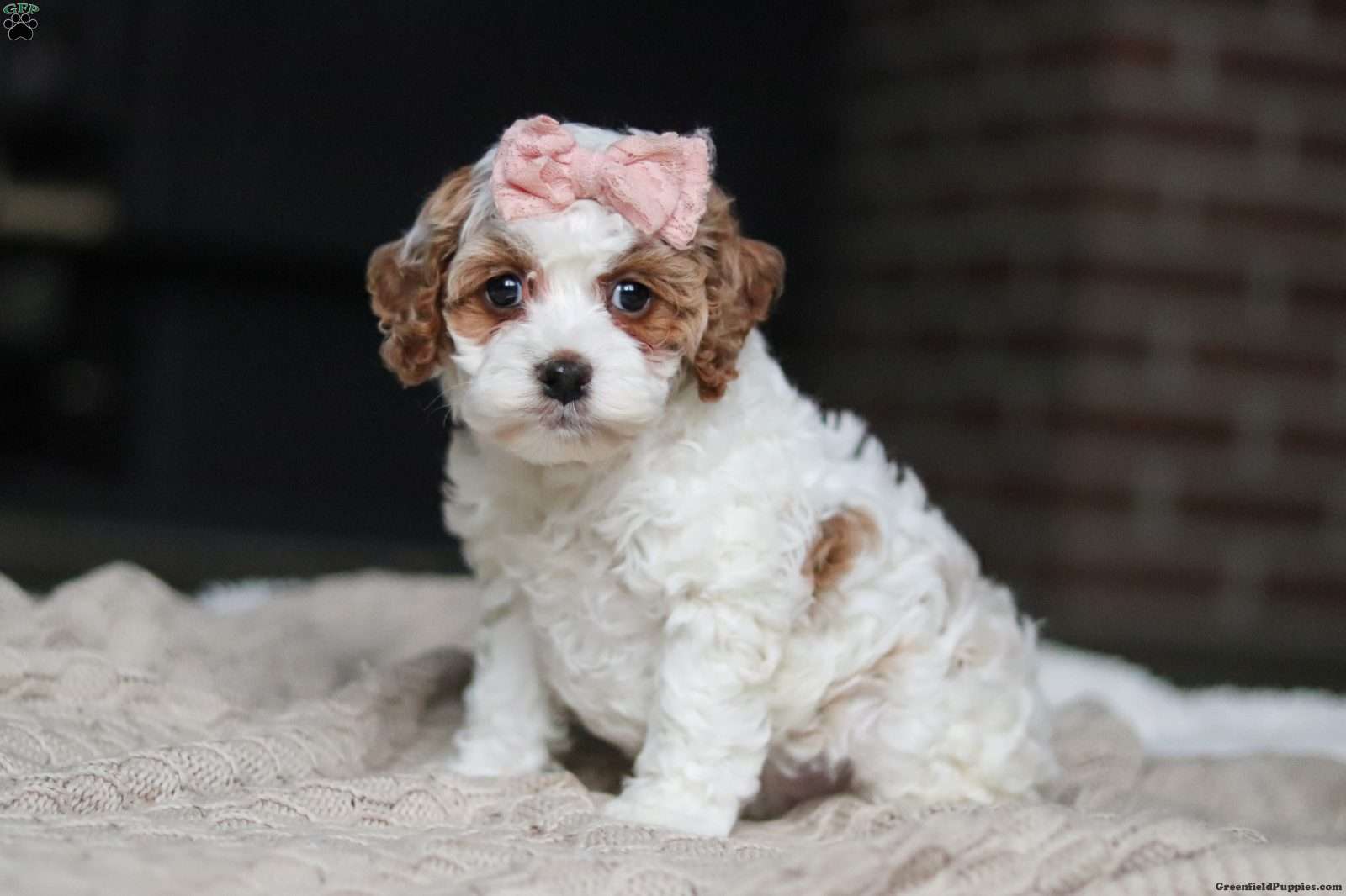Daisy/Cockapoo									Puppy/Female	/7 Weeks,Meet the most darling F1B Cockapoo named Daisy! This girl is the definition of sweet and lovable—always ready to greet people with tail wags and snuggles. She has a playful side too, especially when there’s a toy involved or a new spot to explore. With her soft, wavy coat and warm eyes, she knows exactly how to melt hearts. Whether it’s joining in on adventures or curling up for a cozy nap, this little one may just be the perfect little sidekick for your family!